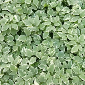 Сныть "Variegata"