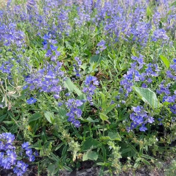 Вероника большая "True Blue"